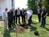 Uroczystość posadzenia Drzewa Katyńskiego - Urząd Gminy Czerwińsk nad Wisłą, 